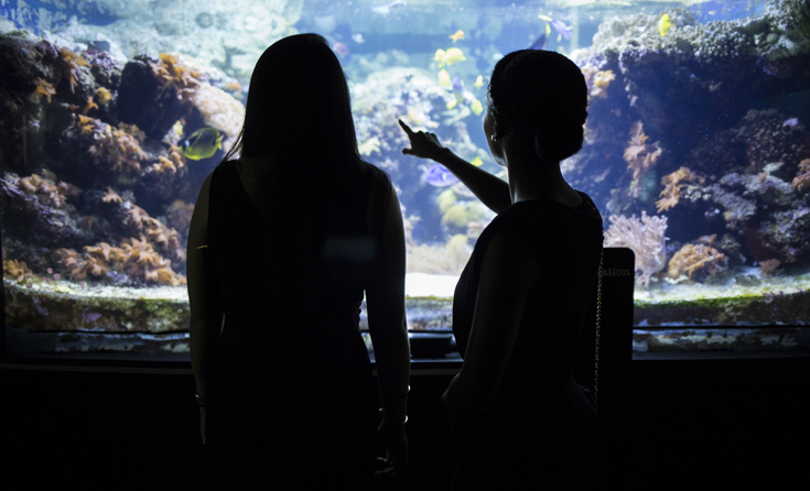 Two people stand in front of the glass at an aquarium exhibit.